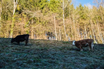 Kühe auf der Alm