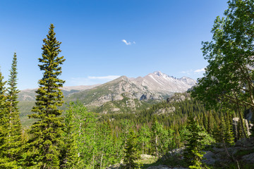 Long pine tree peaks  against rocky mountain