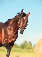 Bay sportive horse running in field