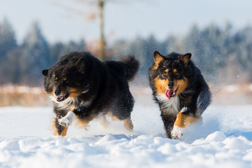 two dogs in the snow