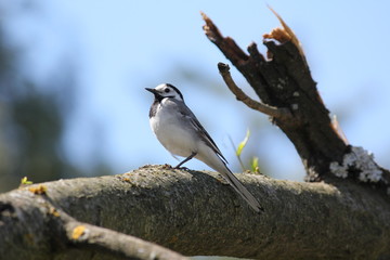 Wild Willow tit on tree