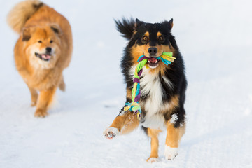 dog with a toy and another dog in snow