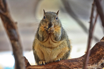niedliches Grauhörnchen