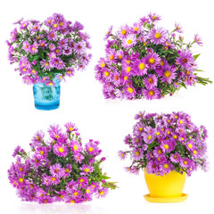 Collections of Purple autumn flowers