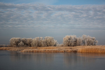 Winter landscape - frosty trees in snowy forest in the sunny morning.