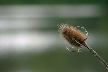 Distel 
