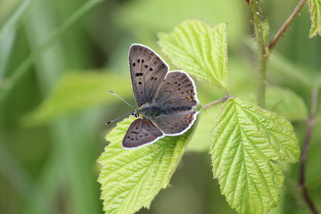 Closeup butterfly on flower