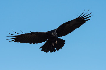 Carrion Crow, Crow, Corvus Corone