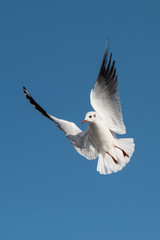 Black-headed Gull, Chroicocephalus ridibundus