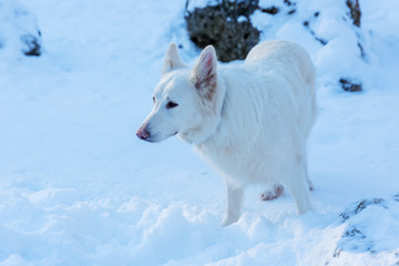 portrait of a white dog in the snow