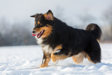 dog runs in the snow