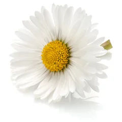 Abwaschbare Fototapete Gänseblümchen Beautiful single daisy flower isolated on white background cutou