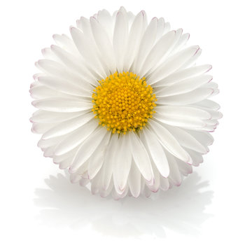 Beautiful single daisy flower isolated on white background cutou