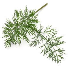 Close up shot of branch of fresh green dill herb leaves isolated