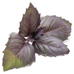 Close up studio shot of fresh red basil herb leaves isolated on