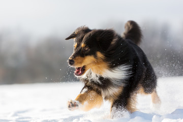 Australian Shepherd running in the snow