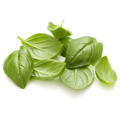 Obraz premium Sweet basil herb leaves handful isolated on white background clo