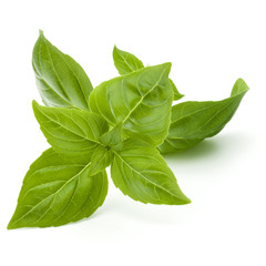 Close up studio shot of fresh green basil herb leaves isolated o