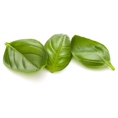 Sweet basil herb leaves isolated on white background closeup