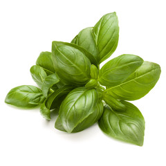 Sweet basil herb leaves bunch isolated on white background