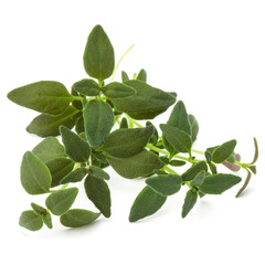 Thyme fresh herb isolated on white background