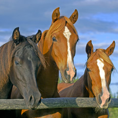 Three young Arabian Horses standing together at pasture looking over fence.