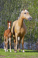 Obraz na płótnie Canvas Palomino Mare with Foal standing close together at spring pasture.