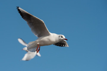 Black-headed Gull, Chroicocephalus ridibundus