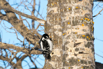 Downy Woodpecker