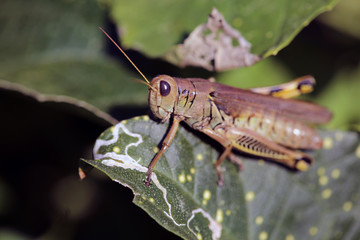 Green Grasshopper