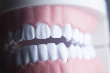 Dental teeth dentistry model