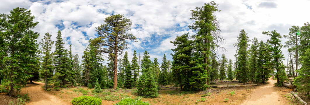 Fototapeta Panoramic view of pine tree forest at Bryce Canyon