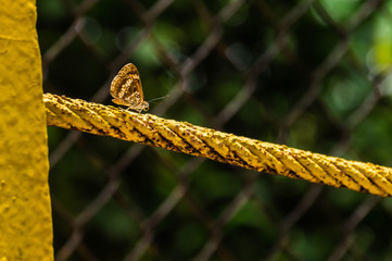 Butterfly Camouflage 