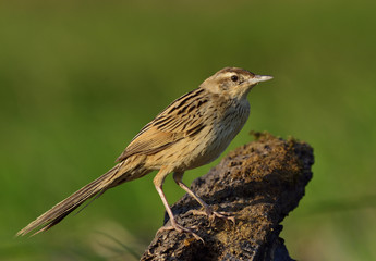 Striated Grassbird (Megalurus palustris) brown bird with very lo