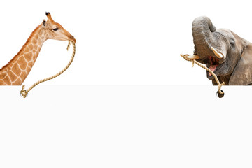 Giraffe and Elephant Carrying Blank Sign