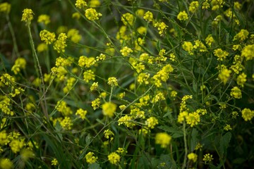Fototapeta premium Close -up of yellow wild flowers