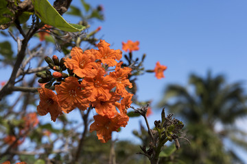 Geiger Tree on an island key in southern Florida