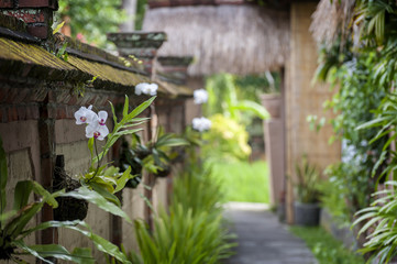 Orchid Growing on a Wall. This tropical plant makes for a beautiful wall decoration at a hotel in Ubud, Bali, Indonesia. 