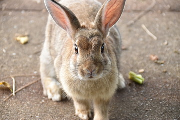 うさぎ（正面）