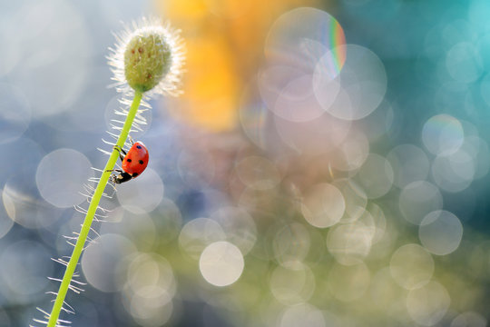  	Ladybug in the morning dew to dry out lest she be able to fly again