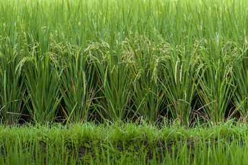 Mature Balinese Rice Field. Rice ready to be harvested in a verdant green field in the village of Ubud, Bali, Indonesia.