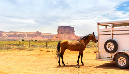 Horse near the trailer. 