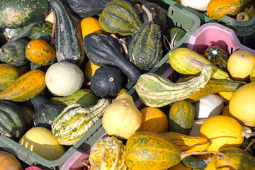 Gourds
