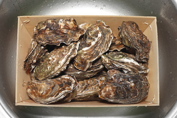 Oysters in Box