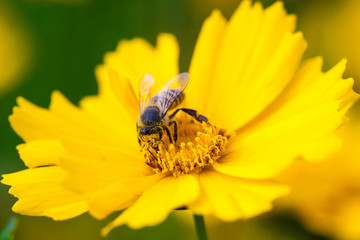 Bee collecting pollen