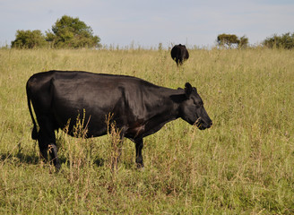 Black Angus Calf