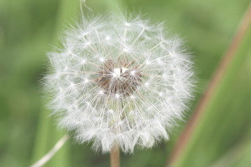 Fototapeta premium タンポポの綿毛