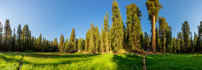 Meadow against huge pine forest panoramic view