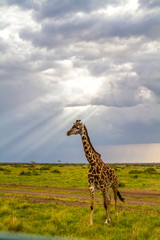 African Giraffe Sun Clouds