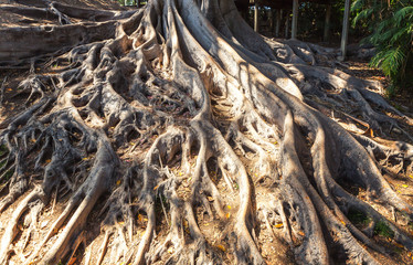 Closeup roots of an old tree.
